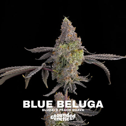 Blue Beluga | Grounded Genetics