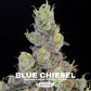 Blue Chiesel | Grounded Genetics