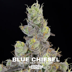 Blue Chiesel | Grounded Genetics