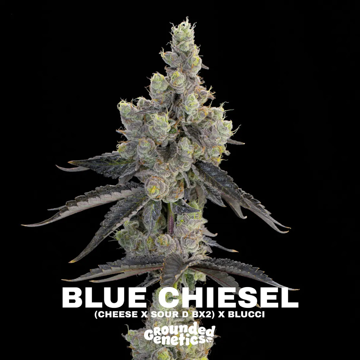 Blue Chiesel | Grounded Genetics