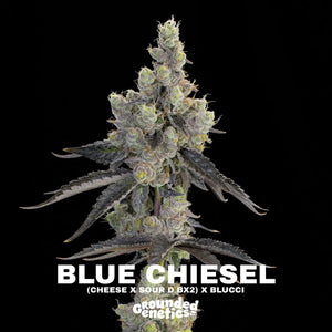 Blue Chiesel | Grounded Genetics