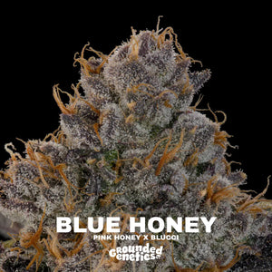 Blue Honey | Grounded Genetics