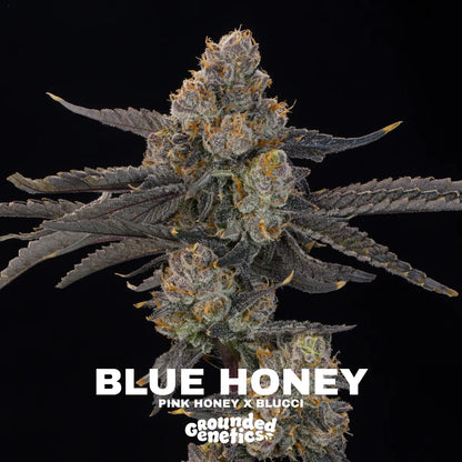 Blue Honey | Grounded Genetics