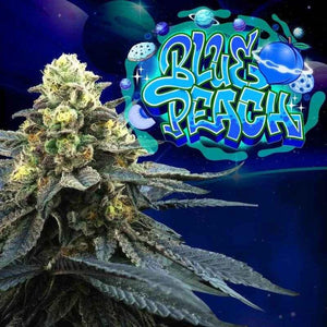 Blue Peach | Perfect Tree