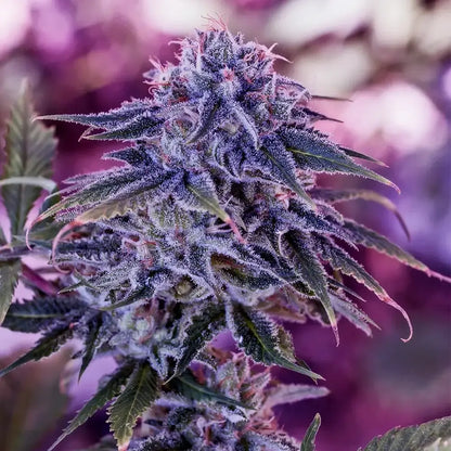 Blue Rhino | Positronics Seeds
