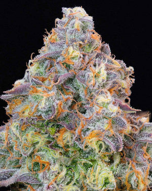 Blue Zlime | Grounded Genetics