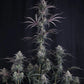 Pineapple OG Auto | Fast Buds