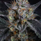 Guava Runtz Auto | Fast Buds