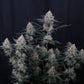 Guava Sundae Auto | Fast Buds