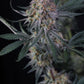 Lemon Tree Auto | Fast Buds