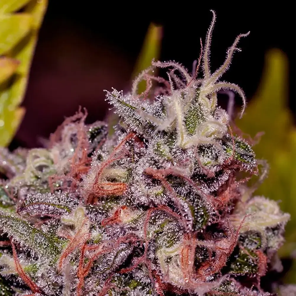 Caramelice | Positronics Seeds