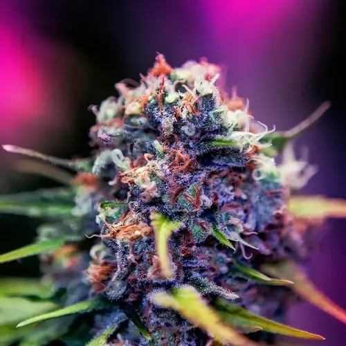 CBD+ Black Widow | Positronics Seeds