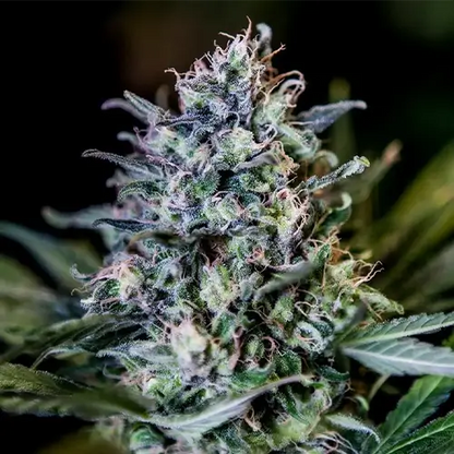 CBD+ 1:20 | Positronics Seeds