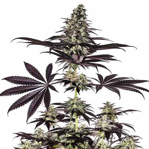 CBD+ Caramelice Auto | Positronics Seeds