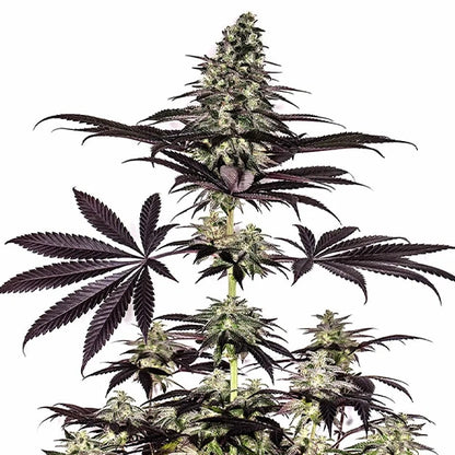 CBD+ Caramelice Auto | Positronics Seeds