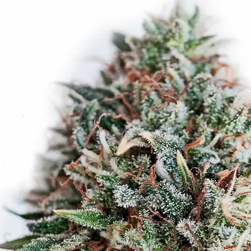 CBD+ Critical♯47 | Positronics Seeds