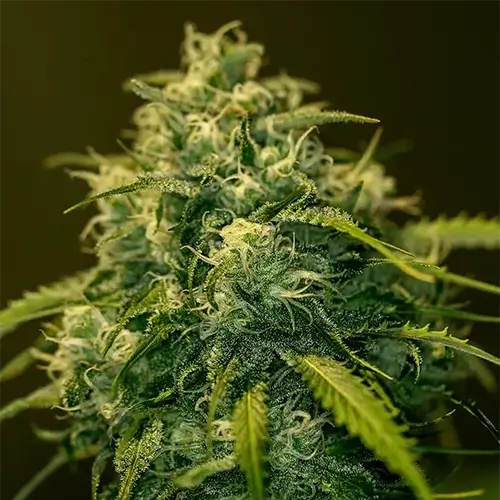 CBD+ Jack Diesel | Positronics Seeds