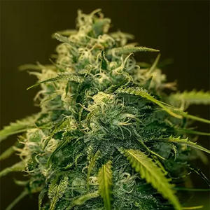 CBD+ Jack Diesel | Positronics Seeds
