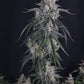 GMO Auto | Fast Buds