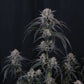 Mango Frost Auto | Fast Buds