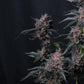 Mango Cherry Runtz Auto | Fast Buds