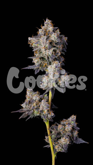 Cherry Zelato | Cookies Seeds