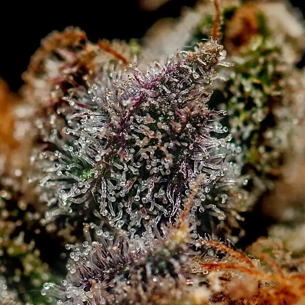 Chizpa | Positronics Seeds