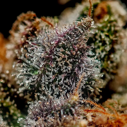 Chizpa | Positronics Seeds