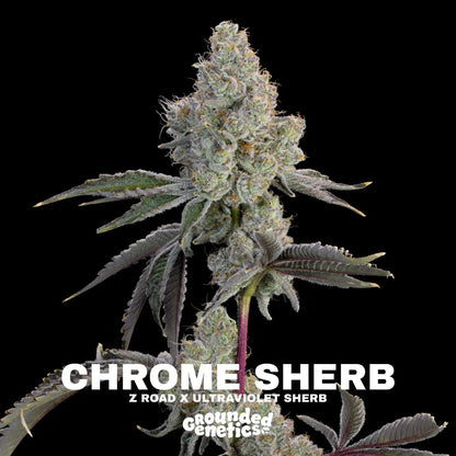 Chrome Sherb | Grounded Genetics