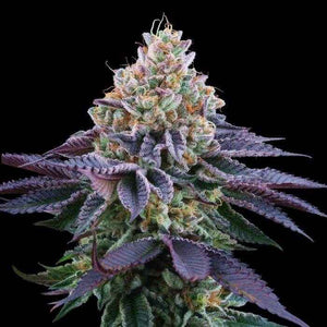 Coco Fresh | Perfect Tree