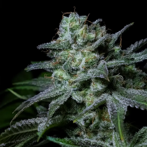 Cream Kong | Positronics Seeds
