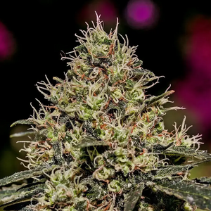 Critical#47 | Positronics Seeds