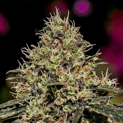 Critical#47 | Positronics Seeds