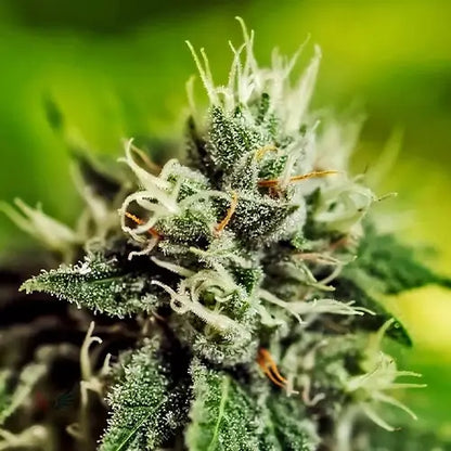 Critical♯47 Auto | Positronics Seeds