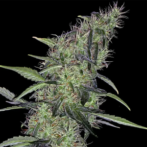 Cum Laude | Positronics Seeds