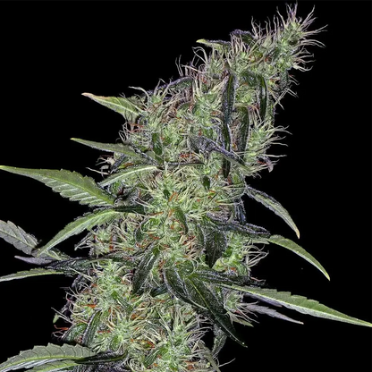 Cum Laude | Positronics Seeds