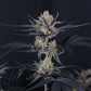 Guava Runtz Auto | Fast Buds