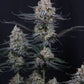 Guava Sundae Auto | Fast Buds