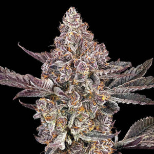 Orange Sapphire | Maven Genetics