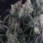 Pineapple OG Auto | Fast Buds
