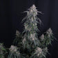 GMO Auto | Fast Buds