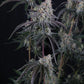 Pineapple OG Auto | Fast Buds