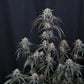 Mango Frost Auto | Fast Buds