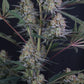 Lemon Tree Auto | Fast Buds