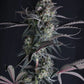 Pineapple OG Auto | Fast Buds