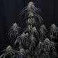 Mango Frost Auto | Fast Buds