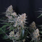 Guava Sundae Auto | Fast Buds