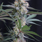 Lemon Tree Auto | Fast Buds