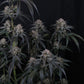 Mango Frost Auto | Fast Buds