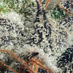 Gold Linens (Regulär) | Maven Genetics